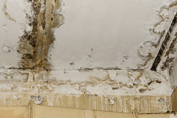 Why You Should Choose Our Mold Remediation Services in Weaver, AL